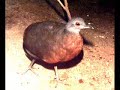 Crypturellus obsoletus - Nhambu-gualu