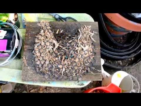 how to replant staghorns