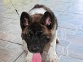 Dogbook Movie: Akita....Apolo.... Dogbook Movie: Akita....Apolo....