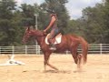 Spenser 200516H-16.3H AWS Elig Gelding Spenser 200516H-16.3H AWS Elig Gelding