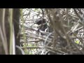 LyreBird