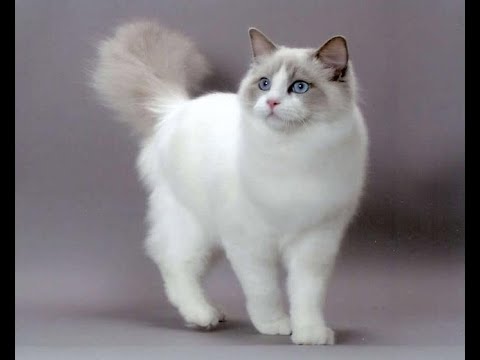 Kucing Ragdoll Cat Short Hair