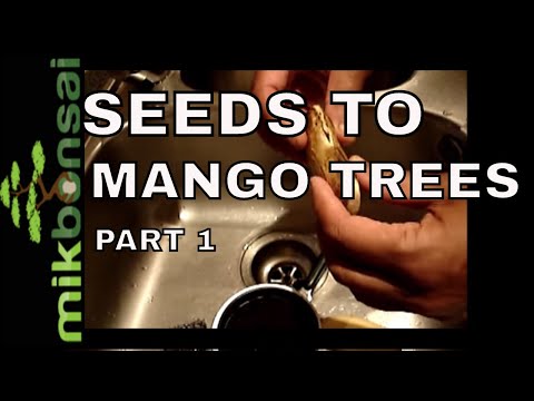 how to grow bonsai from seed