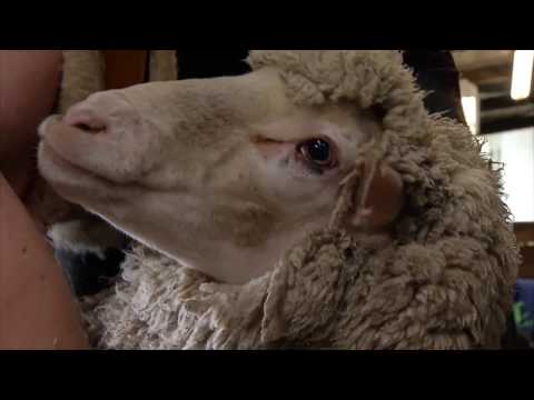 Heiniger und die australischen Schafe: Schweizer Schermaschinen sind weltweit führend