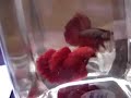 Super Red Bettas & Dragon Bettas (Fish: Fighting Fish)
