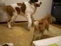 セントバーナード VS 柴犬