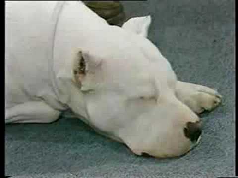 argentinian mastiff