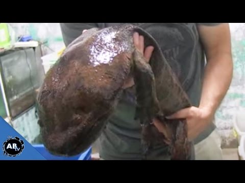 YouTube reptile video