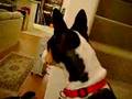 Basenji