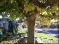 walking around.MOV
