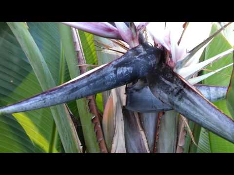 how to transplant strelitzia