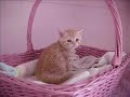 Calico Cats! Calico Cats!