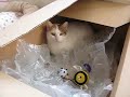 Pimprenelle has found a nice place to sleep