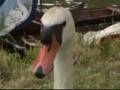 Swan Upping