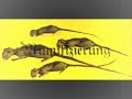 004 (ITA) Das Project Über-Maus - Kapitel 4 004 (ITA) Das Project Über-Maus - Kapitel 4