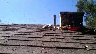 Live Bee Removal: Cedar Street Rooftop Hive (Video)