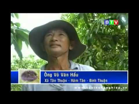 Kỹ Thuật Trồng Cây Xoài