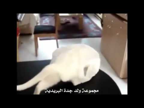 قطوه تحس انها توهقت
