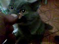 Gatos comendo na mâo Gatos comendo na mâo