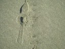 videos de Piha Elves & Dog