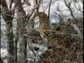 tiger tries to attack helicopter   attacks man on elephant