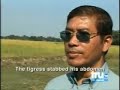 tiger tries to attack helicopter   attacks man on elephant