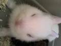 Coniglio bianco e Cavia peruviana cuccioli *-*