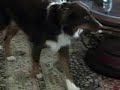 Australian Shepherd That Can Juggle Balloons
