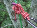 a beech of a climb
