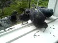 Doves in my apartment Doves in my apartment
