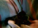 Sugar glider Twins 8wks out of pouch Sugar glider Twins 8wks out of pouch