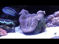 video do meu aquario plantado depois da limpeza e poda das plantas 