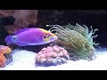 Click here to watch this video 250 gallon REEF SYSTEM. Chapter 1. Reef Tank