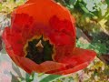 Emil Nolde's Ostergarten in Seebüll b. Niebüll - Ein 3.23-min.-Spaziergang