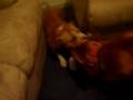 videos de kOko and peaches  [Pitbull]