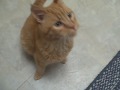 Hungry Ulysses