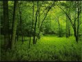 Morning in the forest - over one hour of relaxing forest sounds