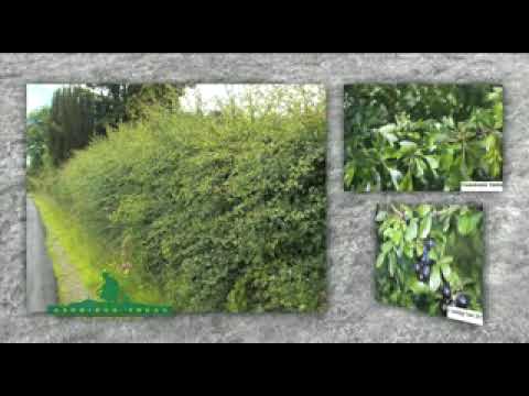 how to replant a hedge