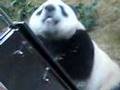 i love PANDA[s]