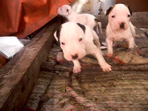 american pitbull