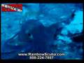 Scuba diving in Hawaii Shipwreck adventure - Octopus