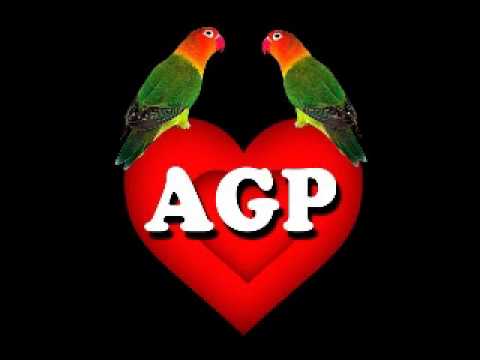agapornis - enganchado de los mejores temas de agapornis http://www.facebook.com/SantyAstrologo http://www.facebook.com/blas.converscorrea http://www.facebook.com/bagual...