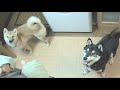 シンクロで回る柴犬さんたち♪