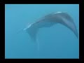Manta Rays of the Marquesas