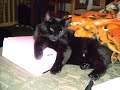 CAT Resurrecting the Champ smosh   anthony   padilla   ian   hecox   soup   cat   scratch   fight