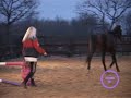 Horse and Cat Playing Parelli at Liberty Together!
