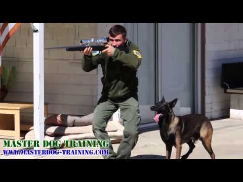 how to train police k-9