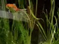 Mis gold fish Mis gold fish