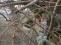 Mockingbird Foraging
