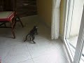 Mon chat tou fou